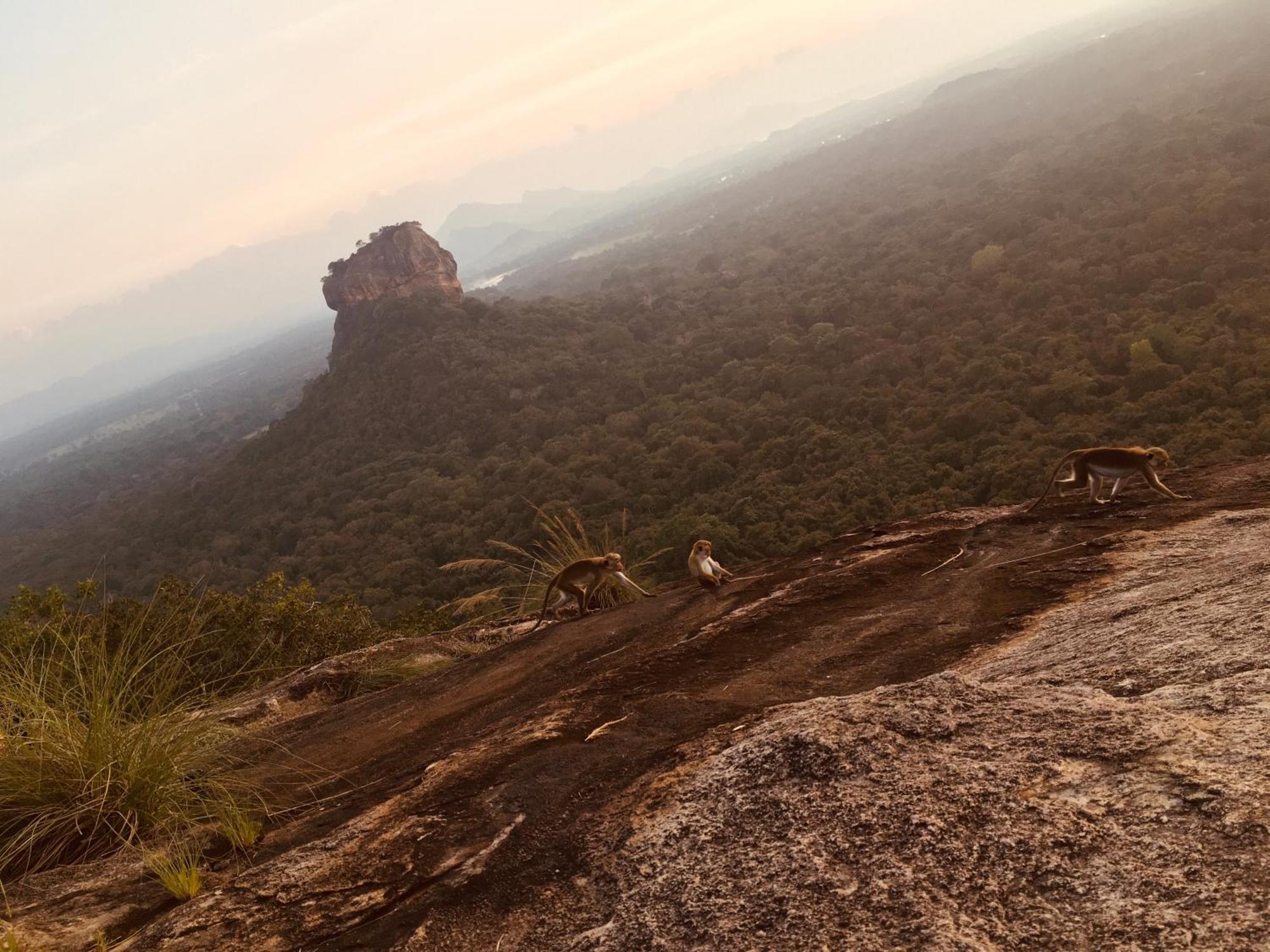 Hotel Sigiriya Kele Exteriör bild
